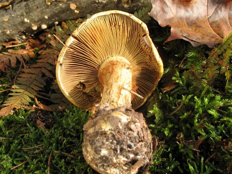 Cortinarius elegantissimus 02